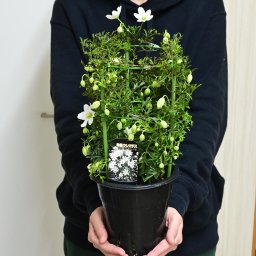 ２月下旬～３月中旬お届け。常緑クレマチス カートマニージョー2027年３月から４月に開花