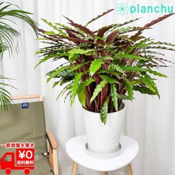 PLANCHU 観葉植物 カラテア ルフィバルバ 8号鉢 受け皿付き 育て方説明書付き Calathea rufibarba  大鉢 大株 充実株
