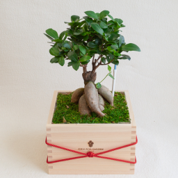 枡観葉・二升五合 ガジュマル 観葉植物