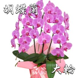 胡蝶蘭 ピンク大輪 ３本立ち 27輪以上(つぼみ込み) お祝い 開店 開業 開院 移転 就任 昇進 退職 当選 栄転 受賞 異動 贈り物 お供え 誕生日 還暦 コチョウラン こちょうらん