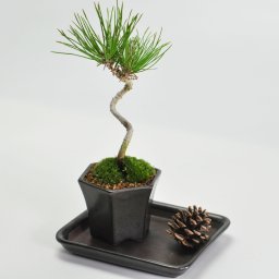 父の日 盆栽 四国黒松 寸景 ミニ盆栽 ボンサイ 松盆栽 ギフト プレゼント 誕生日 開店 長寿 御祝 お祝い 贈り物 贈答品