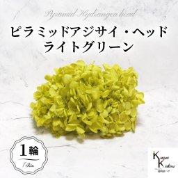 宅急便で発送 大地農園！プリザーブドフラワー 「ソフトピラミッドアジサイ ライトグリーン 1輪分」 プリザ アジサイ 紫陽花 花材 ハーバリウム おしゃれ かわいい プレゼント 贈り物 オオチノウエン ソフトピラミッドアジサイ・ヘッド