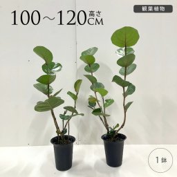 観葉植物 シーグレープ M 7号  ハマベブドウ おしゃれ 植物 室内 園芸 インテリア グリーン 玄関 リビング オフィス 事務所 ショップ 店舗 カフェ  【送料無料】