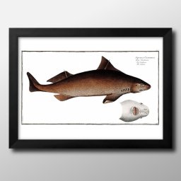 海洋生物 ビンテージイラスト A3 サイズ ポスター アート おしゃれ 絵画 インテリア 北欧 イラスト マット紙 艶消し アートパネル 額 フレーム デザイン 壁掛け ギフト 新築祝い ディスプレイ 引越し祝い　新生活　空間デザイン 
