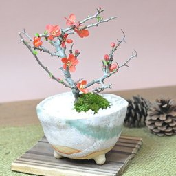 送料無料 盆栽 長寿梅 信楽鉢 観葉植物 鉢植え 和 贈り物 趣味 プレゼント 退職 母の日 父の日 誕生日 シニア 昇進 祝い 開店 長寿梅 信楽鉢【人気の長寿梅 信楽鉢 赤い花 四季咲き ミニ盆栽 ギフト 盆栽 開店 お祝い 退職 ラッピング 母の日 父の日 敬老の日 誕生日 贈り物 プレゼント 祝い 小さい ミニチュア プチ モダン お洒落 かわいい 】