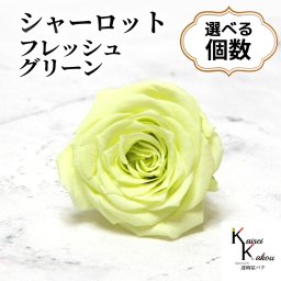 大地農園！プリザーブドフラワー 「シャーロット フレッシュグリーン 選べる個数」 プリザ 花材 ハーバリウム おしゃれ黄緑 グリーン バラ  かわいい プレゼント 贈り物 オオチノウエン