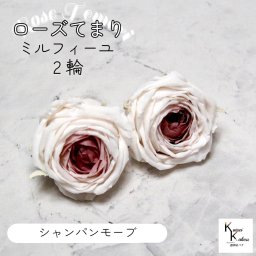 大地農園！プリザーブドフラワー 「ローズ・てまり・ミルフィーユ シャンパンモーブ 2輪」 プリザ 花材 ハーバリウム おしゃれ かわいい プレゼント 贈り物　オオチノウエン バラ 薔薇 ローズ rose