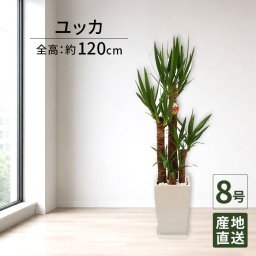 ユッカ 8号 角陶器 高さ約120cm 観葉植物 青年の木