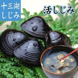 青森県 十三湖産 活しじみ中粒 5K