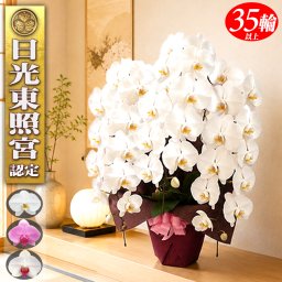 胡蝶蘭 3本立ち 35輪以上 白 蘭 花 送料無料 開店 開店祝い 就任祝い 開店御祝 出店 新店 就任 祝い お祝い 御祝 祝 周年 移転祝い 開業祝い 開院祝い 新築祝い 昇進 退職 誕生日 母の日 父の日 フラワー プレゼント ギフト 贈り物 飲食店 新盆 初盆 お盆 御霊前 御仏前 御供 お供え 生花 鉢花 らん 新装開店 移転