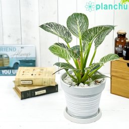 PLANCHU 観葉植物 フィロデンドロン バーキン 6号樹脂鉢 カーヴホワイト 受け皿付き 育て方説明書付き Philodendron ‘Birkin’ アロイド