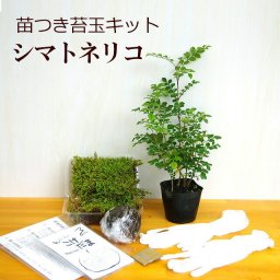 苔玉作成キット 植物苗がついている 苔玉キット 苗付（シマトネリコ） 手作り 初心者 こけだまの材料 かんたん作成キット 苗・苔・苔玉用に配合した土・糸・作り方のしおり・樹種別育て方のしおりセット 苔 こけ コケ コケダマ こけ玉 しまとねりこ