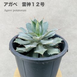 観葉植物 アガベ ポタトラム 雷神 12号鉢株 大型 大株 ライジン 多肉植物 プレゼント ギフト おしゃれな室内インテリア