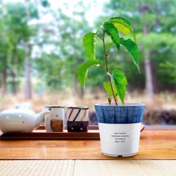 染付小紋盆栽セット 桜