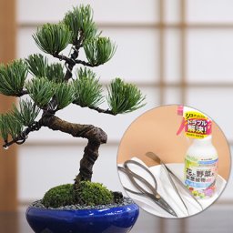 盆栽 五葉松 万古焼き生子鉄鉢 初心者道具セット ミニ盆栽 送料無料 松盆栽 ギフト プレゼント 贈り物 誕生日 母の日 父の日
