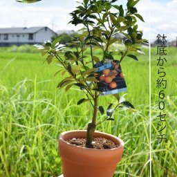 母の日プレゼントに種無し金柑鉢植え　キンカンの鉢植え　お誕生日プレゼントの鉢花に　