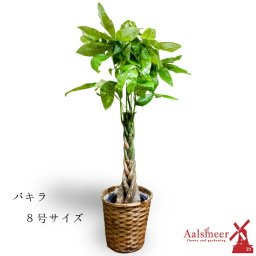 お中元 観葉植物 パキラ　8寸 8号鉢 ねじり パキラ 仕立て 観葉植物 中型 おしゃれ インテリア フラワーギフト 祝い 開店 誕生日 新築 引っ越し祝い プレゼント ラッピング 御中元