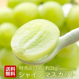 【産地直送】山形県産 シャインマスカット 特秀品 約1.5kg｜秋ギフト・誕生日・内祝い・贈答用