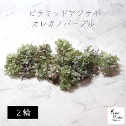 宅急便で発送 大地農園！プリザーブドフラワー 「ピラミッドアジサイ・ヘッド（グラデーション） オレガノパープル 2輪分」 プリザ アジサイ 紫陽花 花材 ハーバリウム おしゃれ かわいい プレゼント 贈り物 オオチノウエン ピラミッドアジサイ