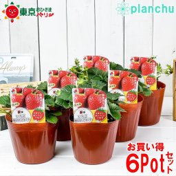 野菜苗 イチゴ苗 東京おひさまベリー 4号ポット 6ポットセット 果物 果菜苗 いちご苗 いちご イチゴ