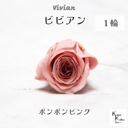 大地農園！プリザーブドフラワー 「ビビアン ボンボンピンク 1輪」  プリザ 花材 ハーバリウム  おしゃれ かわいい プレゼント 贈り物 オオチノウエン バラ 薔薇 ローズ rose