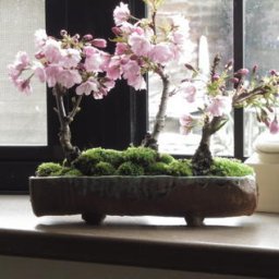 プレゼントにお花見を2026年4月～５月に開花桜並木盆栽　お祝いサクラ盆栽　