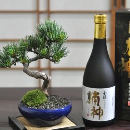 盆栽と日本酒セット 松盆栽 五葉松 ミニ盆栽 送料無料 父の日 ギフト プレゼント