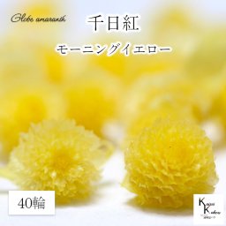大地農園！プリザーブドフラワー 　40輪【千日紅　センニチコウ　モーニングイエロー】ヘッドのみ　プリザ　花材 ハーバリウム おしゃれ かわいい プレゼント 贈り物　オオチノウエン