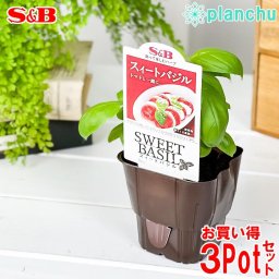 ハーブ苗 S&B スイートバジル 3号ポット 3ポットセット エスビー食品 フレッシュハーブ コンパニオンプランツ ベランダ菜園 家庭菜園