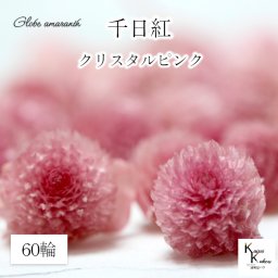 大地農園！プリザーブドフラワー 　60輪【千日紅　センニチコウ クリスタルピンク】ヘッドのみ　プリザ　花材 ハーバリウム おしゃれ かわいい プレゼント 贈り物　オオチノウエン