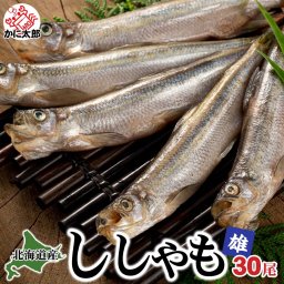 本シシャモ　雄　30尾入り　（オス　中サイズ）　ご飯のおかず、お酒のおつまみに最適 ししゃも 焼き魚 北海道 お取り寄せ