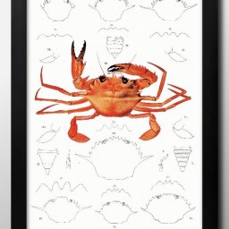 海洋生物 ビンテージイラスト A3 サイズ ポスター アート おしゃれ 絵画 インテリア 北欧 イラスト マット紙 艶消し アートパネル 額 フレーム デザイン 壁掛け ギフト 新築祝い ディスプレイ 引越し祝い　新生活　空間デザイン 