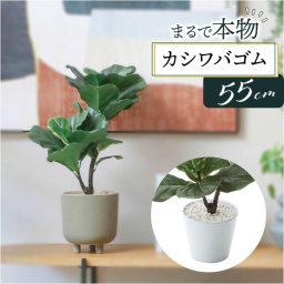 フェイクグリーン カシワバゴム 通販 フェイク グリーン 人工観葉植物 インテリアグリーン イミテーショングリーン インテリアプランツ 人工樹木 ポット 鉢植え アーティフィシャルグリーン 人工植物 おしゃれ リビング 寝室 インテリア雑貨 GLA-1470