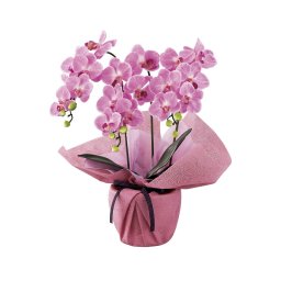 SC触媒加工 ミニ胡蝶蘭三本立ち（アーティフィシャルフラワー） フレッシュピンク minipo-fp【北海道・沖縄県・離島 配送不可】