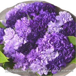 サントリー　ムーンダストカーネーションの花束(30本）★母の日ギフト、カーネーション、送料無料！