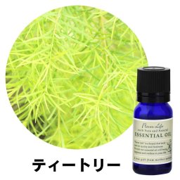 フレーバーライフ エッセンシャルオイル ティートリー 10ml 精油 自然 アロマテラピー リラックス 癒し 健康 ナチュラル 美容 リフレッシュ ストレス軽減 バランス 香り ウェルネス エネルギー 高品質 心身の調和 癒やし効果