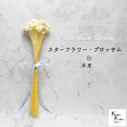 大地農園　「スターフラワー ブロッサム 白 半束」  小花 ドライフラワー ハーバリウム アロマワックスバー サシェ キャンドル 花材