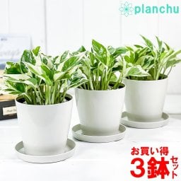観葉植物 ポトス エンジョイ 3.5号鉢 3鉢セット 受け皿付き 育て方説明書付き Epipremnum pinnatum ‘N'Joy’ エピプレムヌム