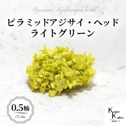 宅急便で発送 大地農園！プリザーブドフラワー 「ソフトピラミッドアジサイ ライトグリーン 0.5輪分」 プリザ アジサイ 紫陽花 花材 ハーバリウム おしゃれ かわいい プレゼント 贈り物 オオチノウエン ソフトピラミッドアジサイ・ヘッド