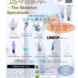 「ガチャガチャ　透明標本　カプセルインの状態でお届け　50カートン（1カートン20個入り）（合計1000個）」　タツノオトシゴ　シルバーハチェット　エンゼルフィッシュ　カエル　ヒメダカ　タコクラゲ　ヌマエビ　シラス　コリドラス　稚魚　 理科　標本　骨格　骨