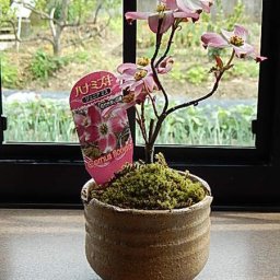 2025年４月に開花ミニハナミズキ盆栽　ハナミズキミニ