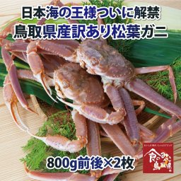 訳あり松葉ガニ(活)大サイズ 2枚で1.6kg前後 送料無料 1落ち程度 (ずわい蟹 ずわいがに ズワイガニ かに カニ 蟹 生 松葉がに 姿 刺身)ご予約　11月解禁後順次発送