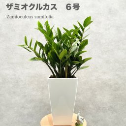 観葉植物 ザミオクルカス ザミフォーリア 6号鉢 シンボルツリー おしゃれな室内インテリア 結婚祝い 新築祝い 開店祝い 開業祝い 誕生日 母の日 父の日 記念日 敬老の日