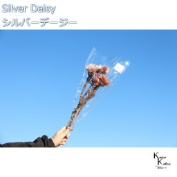 大地農園 ドライフラワー 「シルバーデージー　ツートンモーブ　１束 」 プリザ ギフト 花材 資材 インテリア ハーバリウム プレゼント 贈り物 お見舞い シンプル 材料 フラワーアレンジ アレンジメント 手芸 工作
