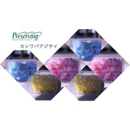 メール便で発送 大地農園！ プリザーブドフラワー カシワバアジサイ【ベビーブルー】【2輪分】アジサイ