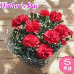 母の日 カーネーション（赤）５号鉢花
