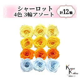 大地農園！プリザーブドフラワー「シャーロット 4色×3輪アソート 計12輪」「モーニングイエロー ミモザイエロー フルーティオレンジ ベビーブルー」プリザ 花材 ハーバリウム おしゃれ ピンク バラ かわいい プレゼント 贈り物 オオチノウエン