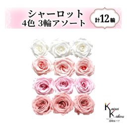 大地農園！プリザーブドフラワー「シャーロット 4色×3輪アソート 計12輪」「ピュアホワイト ブライダルピンク シャーベットピンク バニラピンク」プリザ 花材 ハーバリウム おしゃれ ピンク バラ かわいい プレゼント 贈り物 オオチノウエン