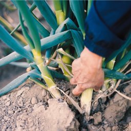 【送料無料】今が一番甘い！《贈答用 むき葱》葱華屋の特選"深谷葱"（0.8kg）