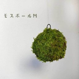 苔玉 つりこけだま モスボール Mサイズ コケボール つるす 吊り下げ苔玉 ハンギング MOSS BALL（モスボール） Мサイズ 真ん中 シンプル ハイゴケこけだま 苔 こけ コケ コケダマ こけ玉